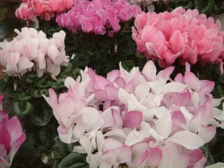 VN̂Q